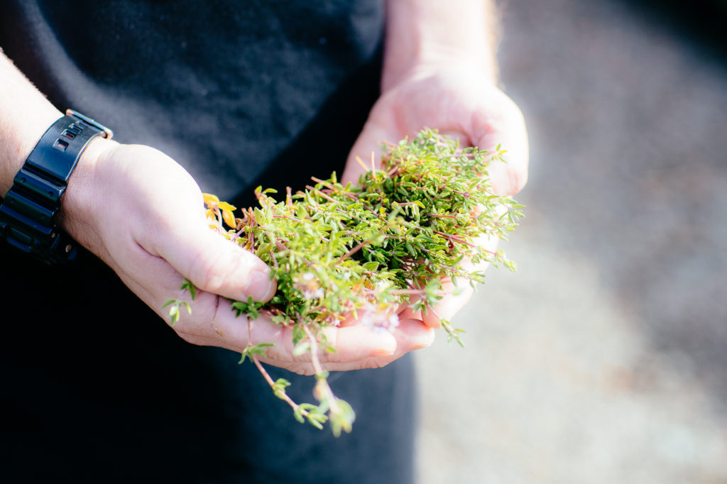 Hands holding herbs